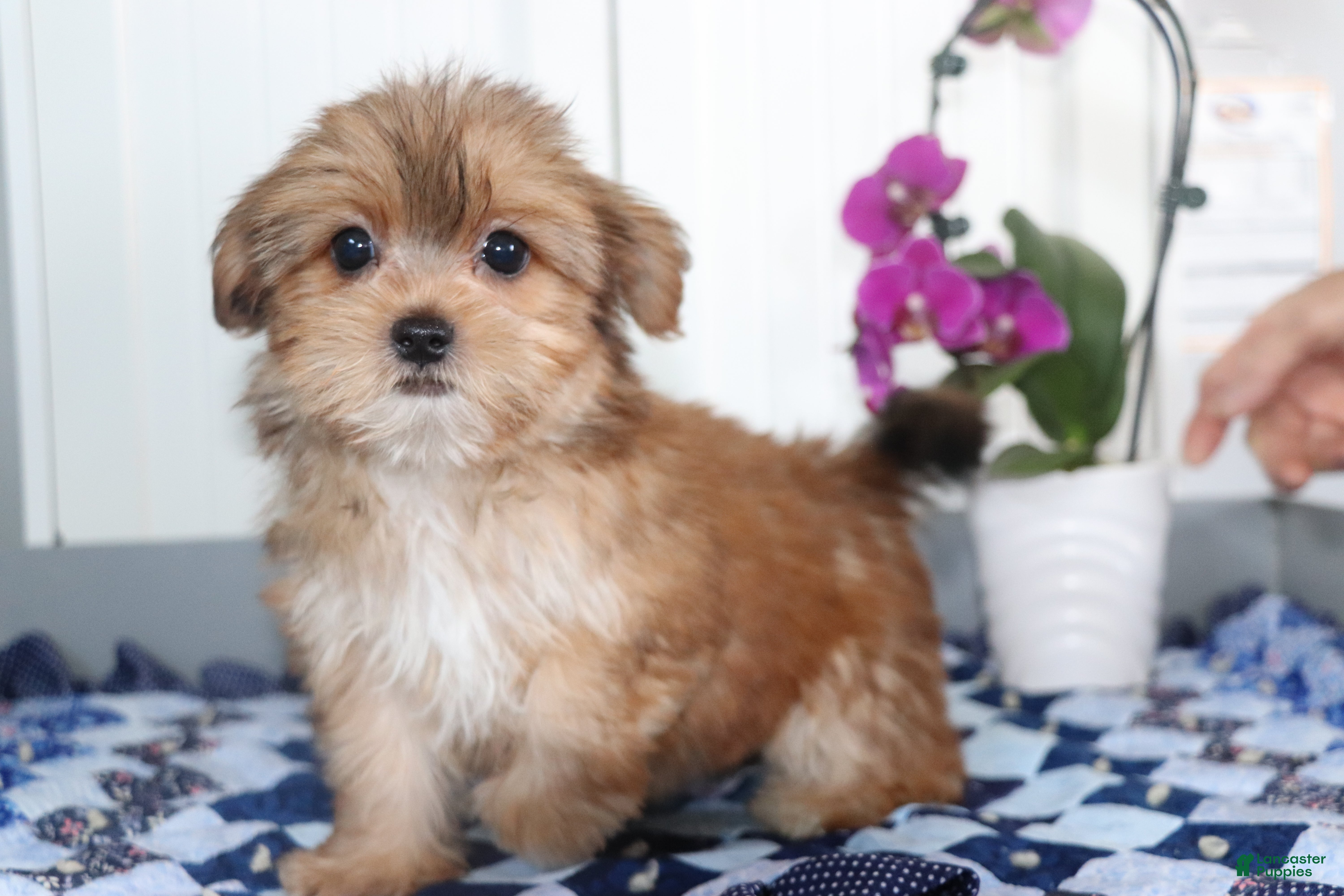 Shorkie dogs Daisy - Ad 2