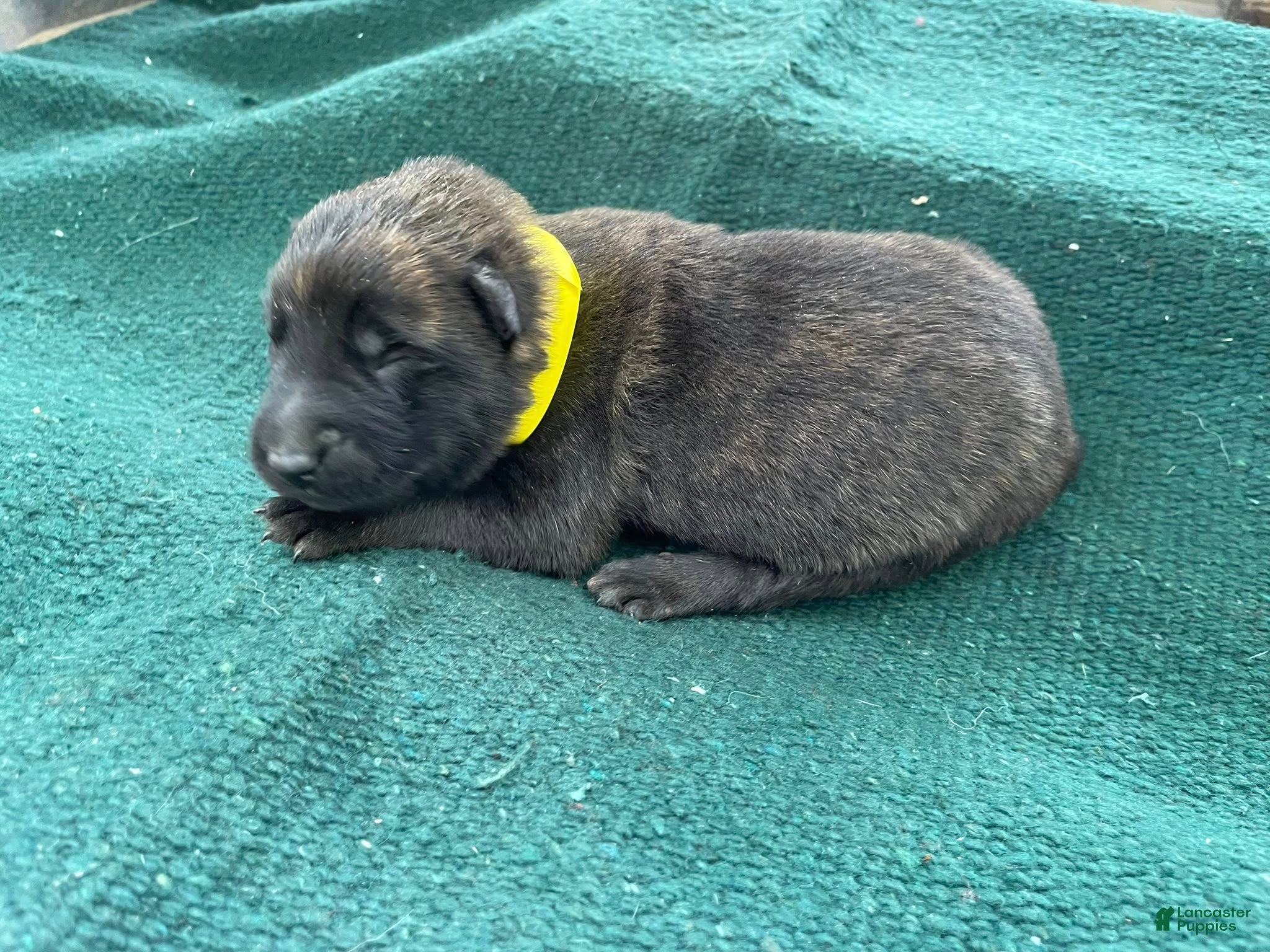 Mixed Breed dogs Yellow Male  - Ad 2