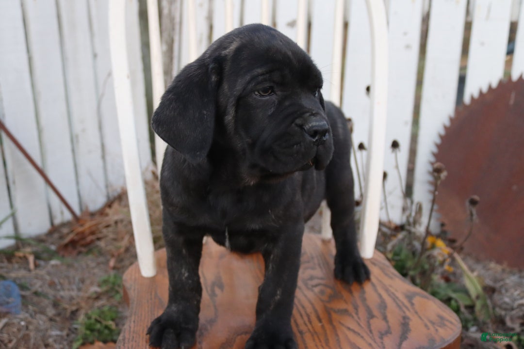 Cane Corso dogs for sale: Bradley  - Ad 5