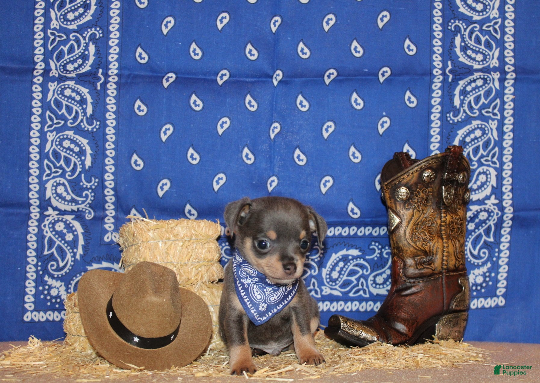 Chihuahua dogs Yogi - Ad 1
