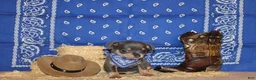 Chihuahua dogs for sale: Yogi - Ad 2