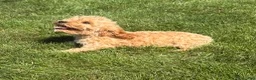 Cavapoo dogs for sale: Alex - Ad 9