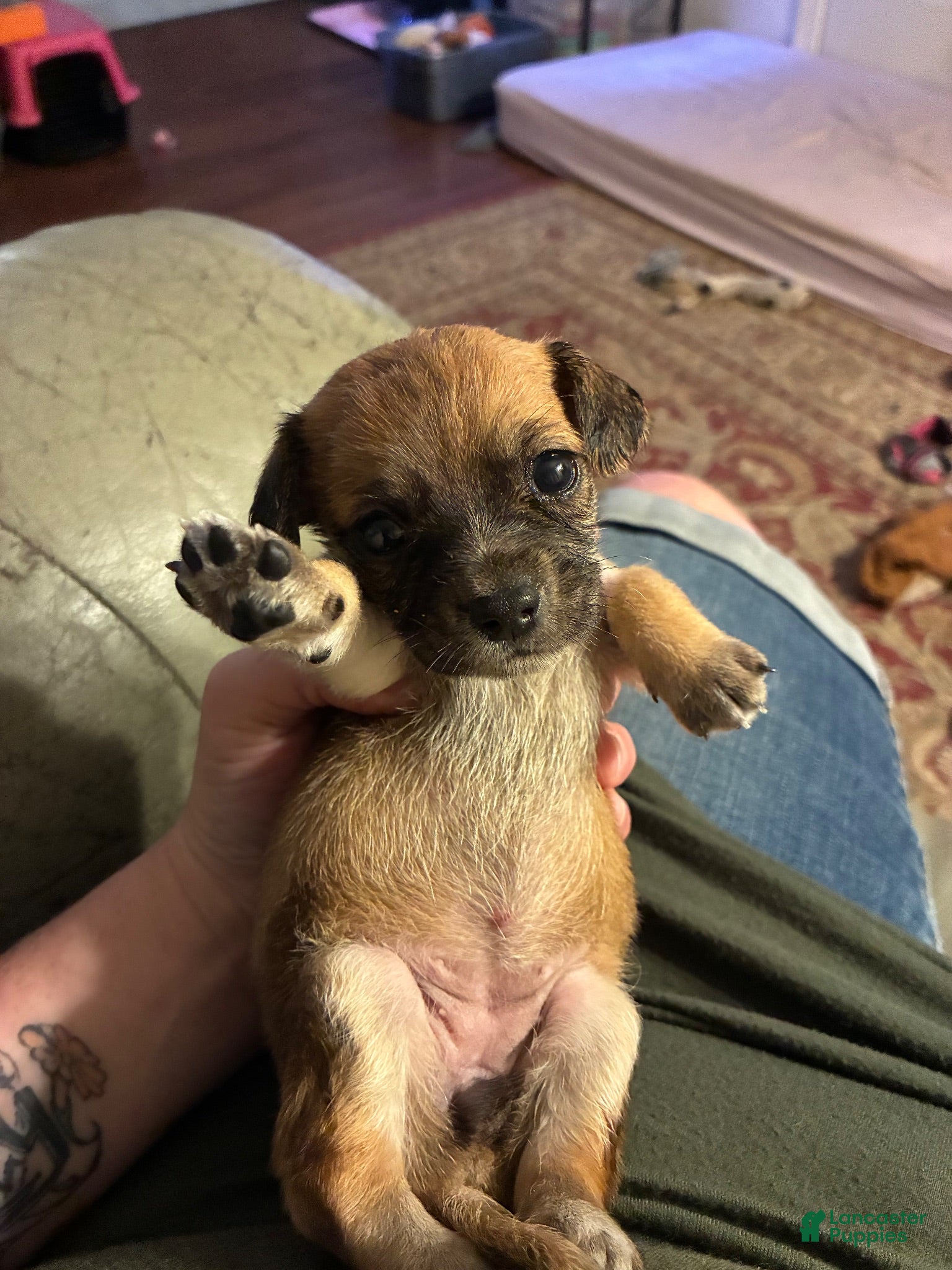 Mixed Breed dogs Willow - Ad 19