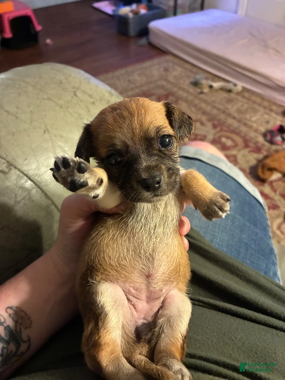 Mixed Breed dogs for sale: Willow - Ad 1