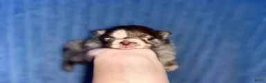 Pomeranian 2