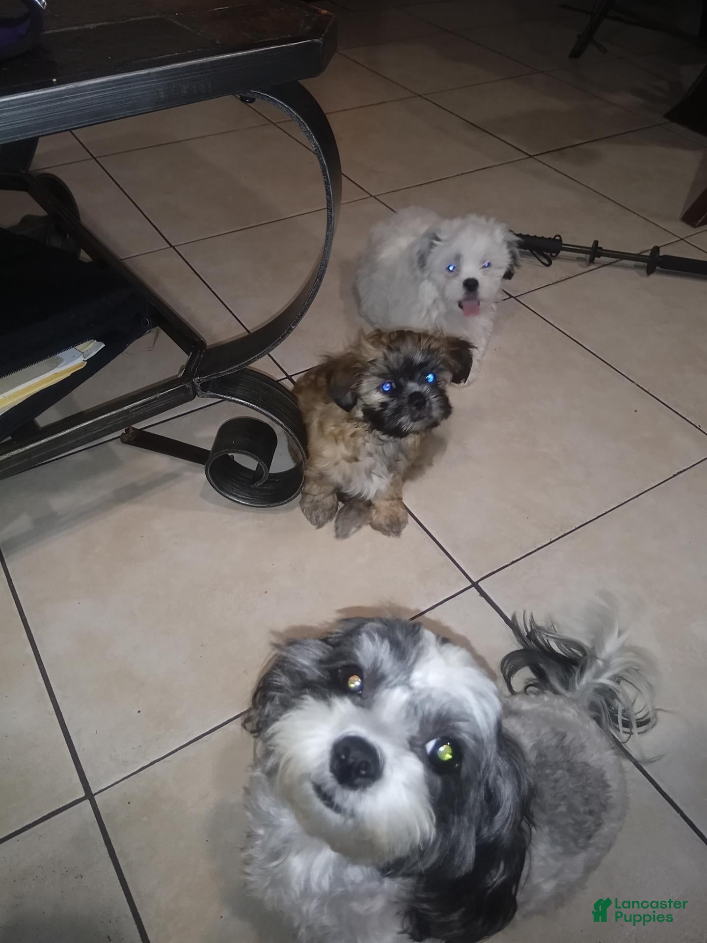 Shihpoo dogs for sale: Shihpoo 1 - Ad 2