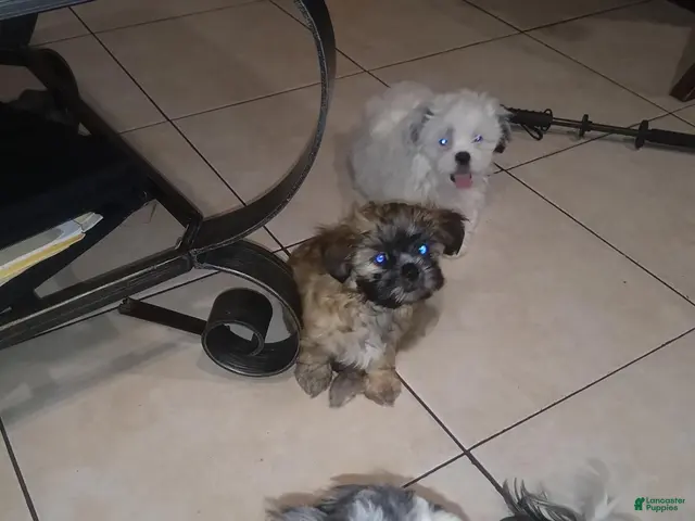 Shihpoo dogs for sale: Shihpoo 2 - Ad 2