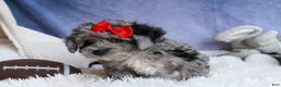 Bichpoo dogs for sale: NORMAN - Ad 18