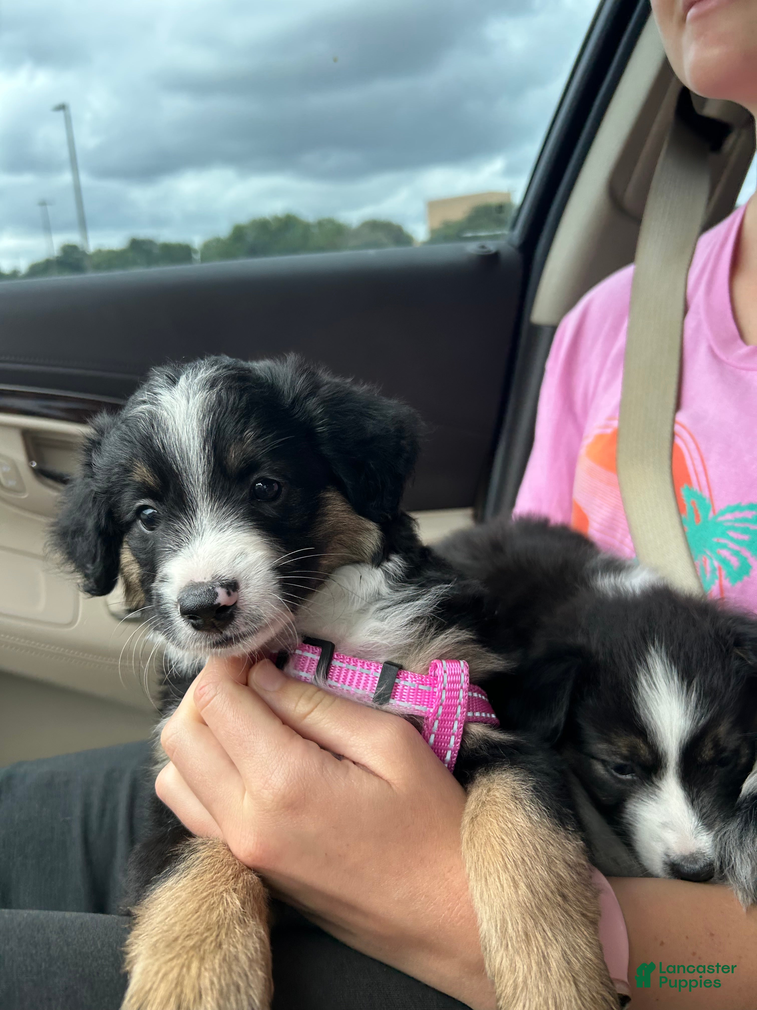 Miniature Australian Shepherd dogs Rue - Ad 9