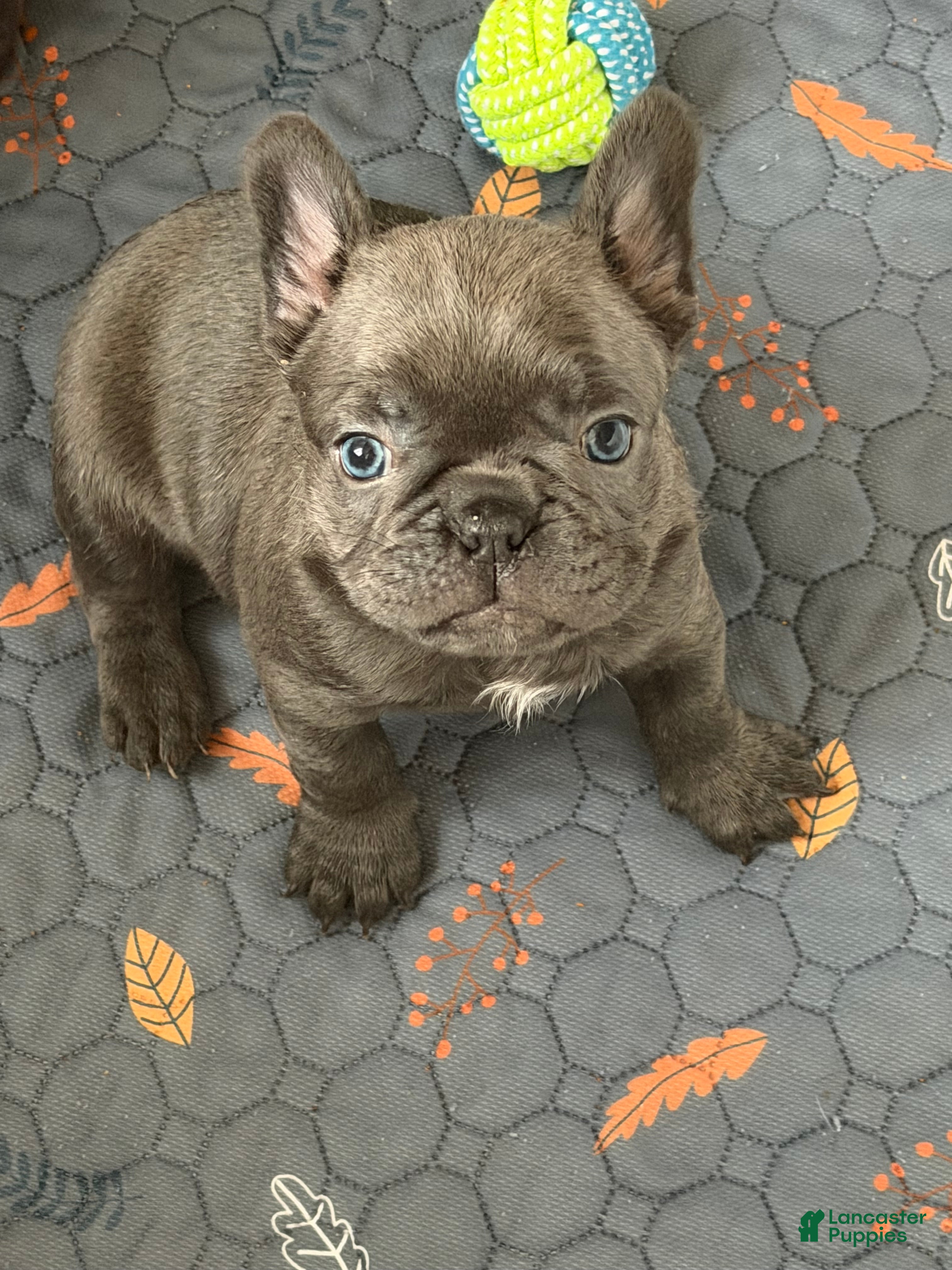 Mixed Breed dogs Flint - Ad 9
