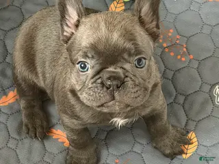 Mixed Breed dogs Flint - Ad 9
