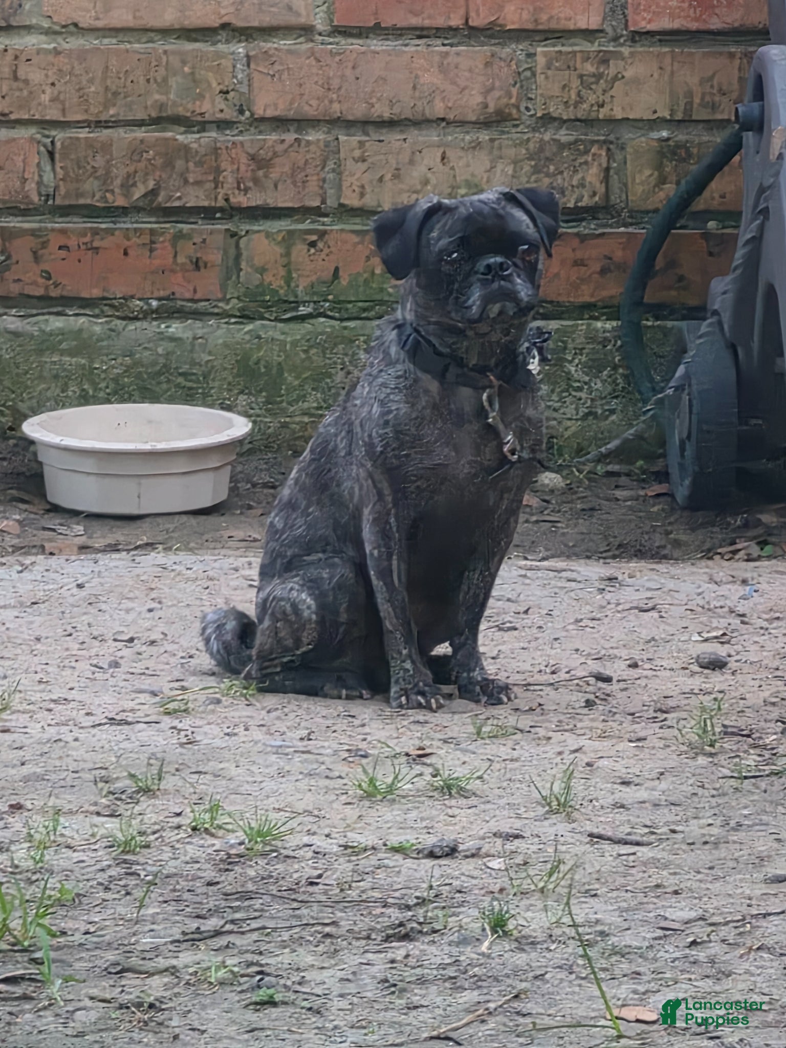 Pug dogs for sale: Pug Puppy 3 - Ad 2