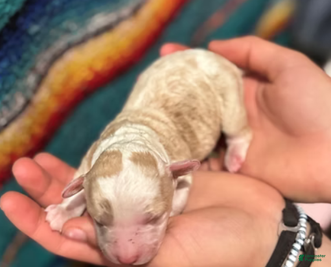 Mini Bernedoodle dogs for sale: Simba - Ad 11