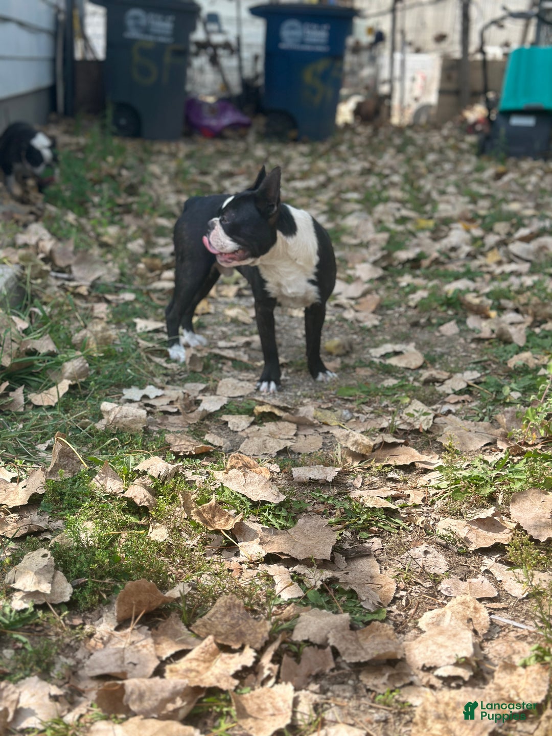 Mixed Breed dogs for sale: Sebastian - Ad 2