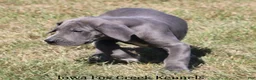 Great Dane dogs for sale: Sophie - Ad 5