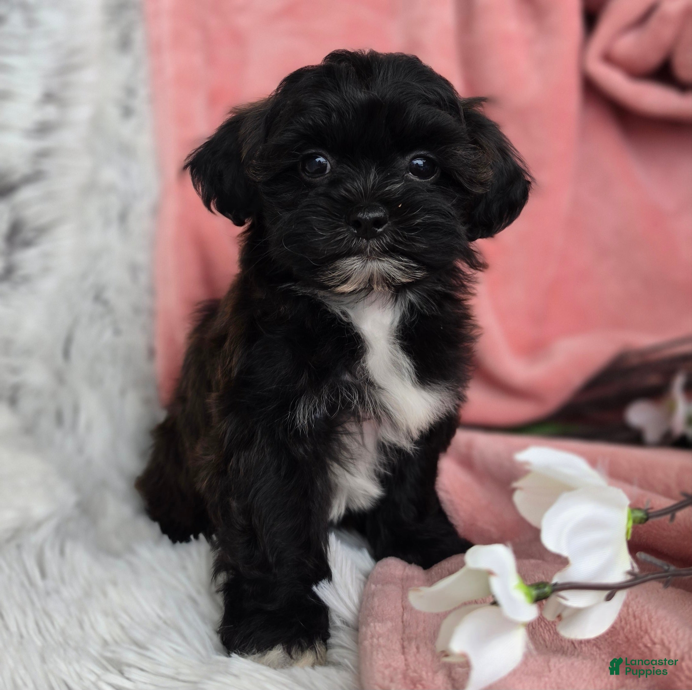 Shihpoo dogs Lacey - Ad 2