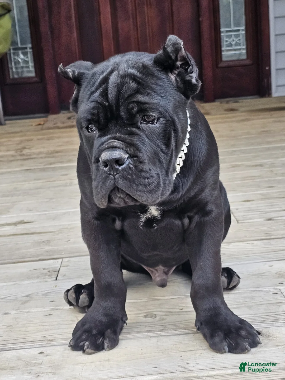 Cane Corso dogs for sale: ZEUS - Ad 23