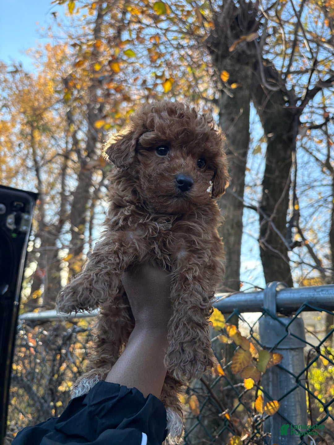 Toy Poodle dogs for sale: TOY TEACUP TYLER - Ad 1