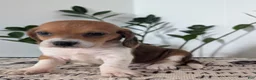 Mixed Breed dogs for sale: Fern - Ad 8