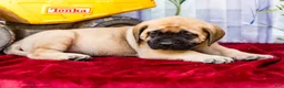 English Mastiff dogs for sale: Marco - Ad 4