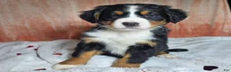 Bernese Mountain Dog dogs for sale: Dakota  - Ad 2