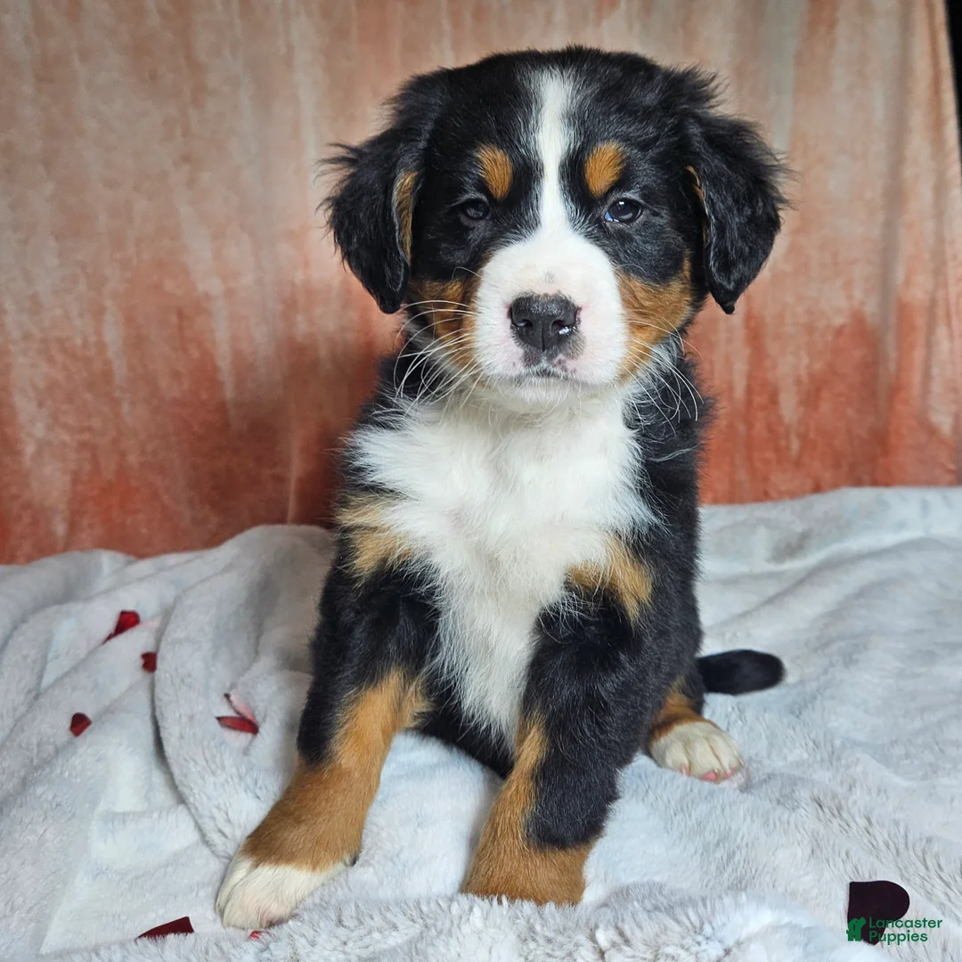Bernese Mountain Dog dogs for sale: Dakota  - Ad 2