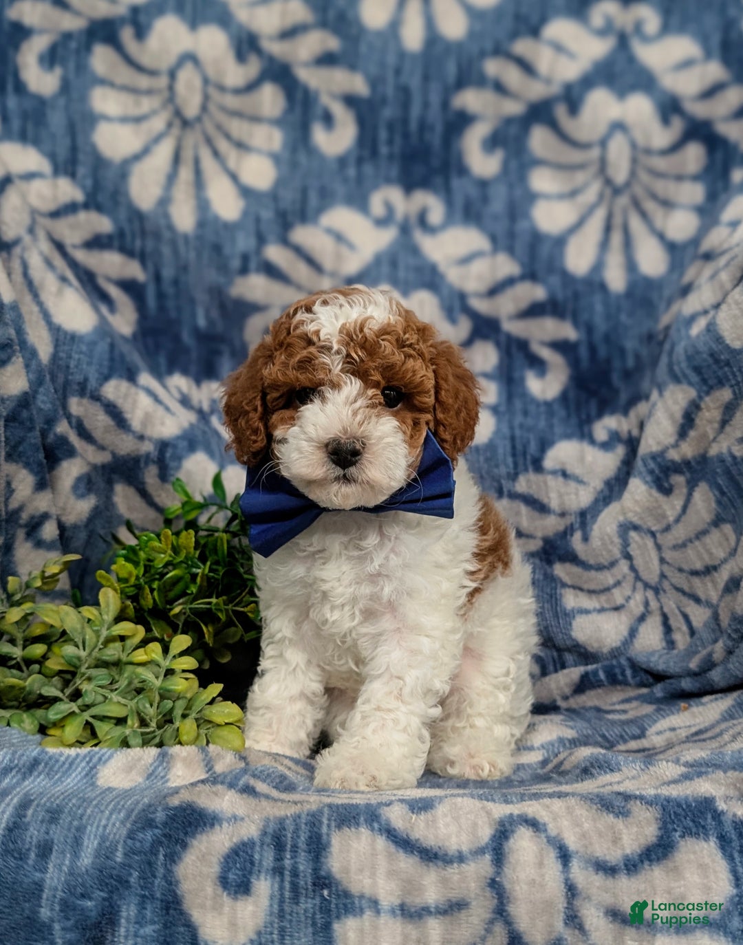 Miniature Poodle dogs for sale: Troy - Ad 1