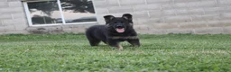 German Shepherd dogs for sale: Bear - Ad 5