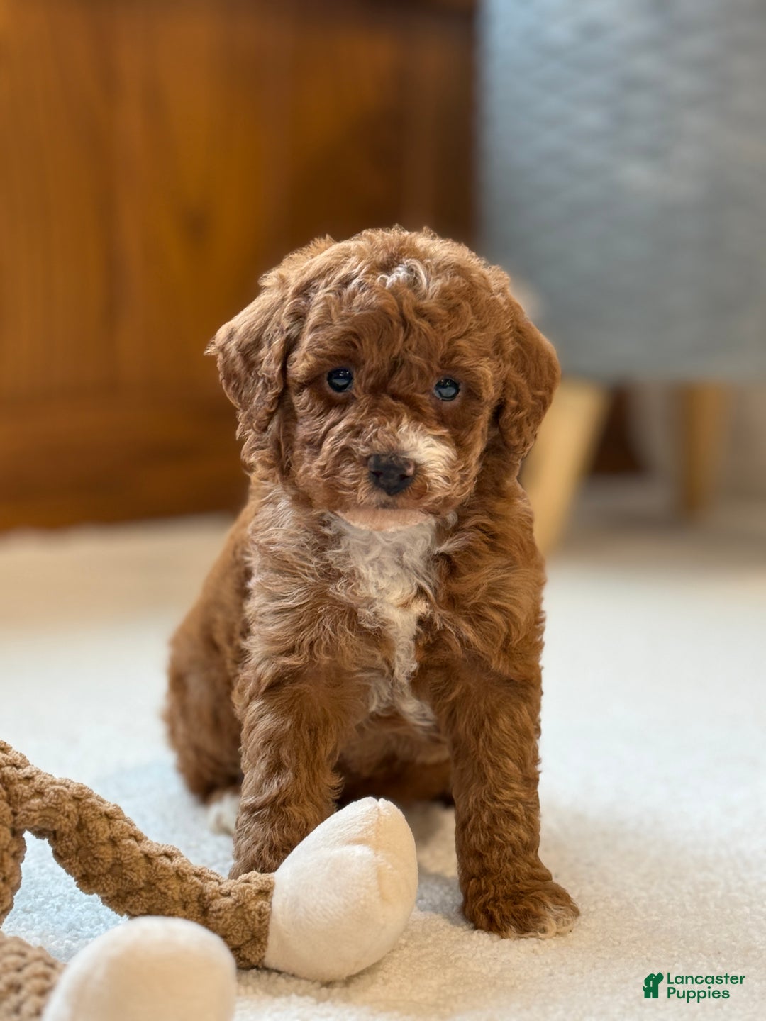 Miniature Poodle dogs for sale: Jazzy - Ad 2