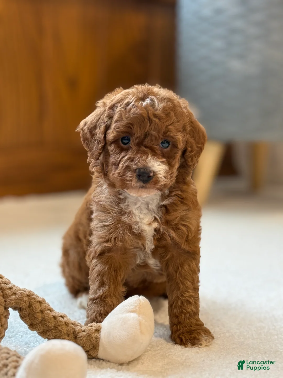 Miniature Poodle dogs for sale: Jazzy - Ad 11