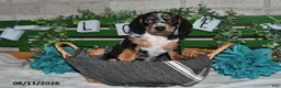 Miniature Dachshund dogs for sale: Jorge - Ad 4