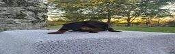 Miniature Dachshund dogs for sale: Remy  - Ad 13