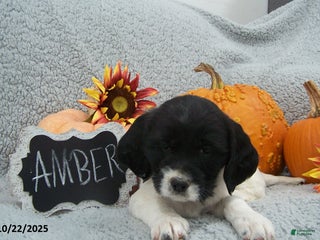 English Springer Spaniel dogs Amber - Ad 41
