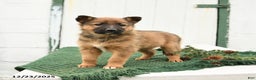 Mixed Breed dogs for sale: Bella   - Ad 3