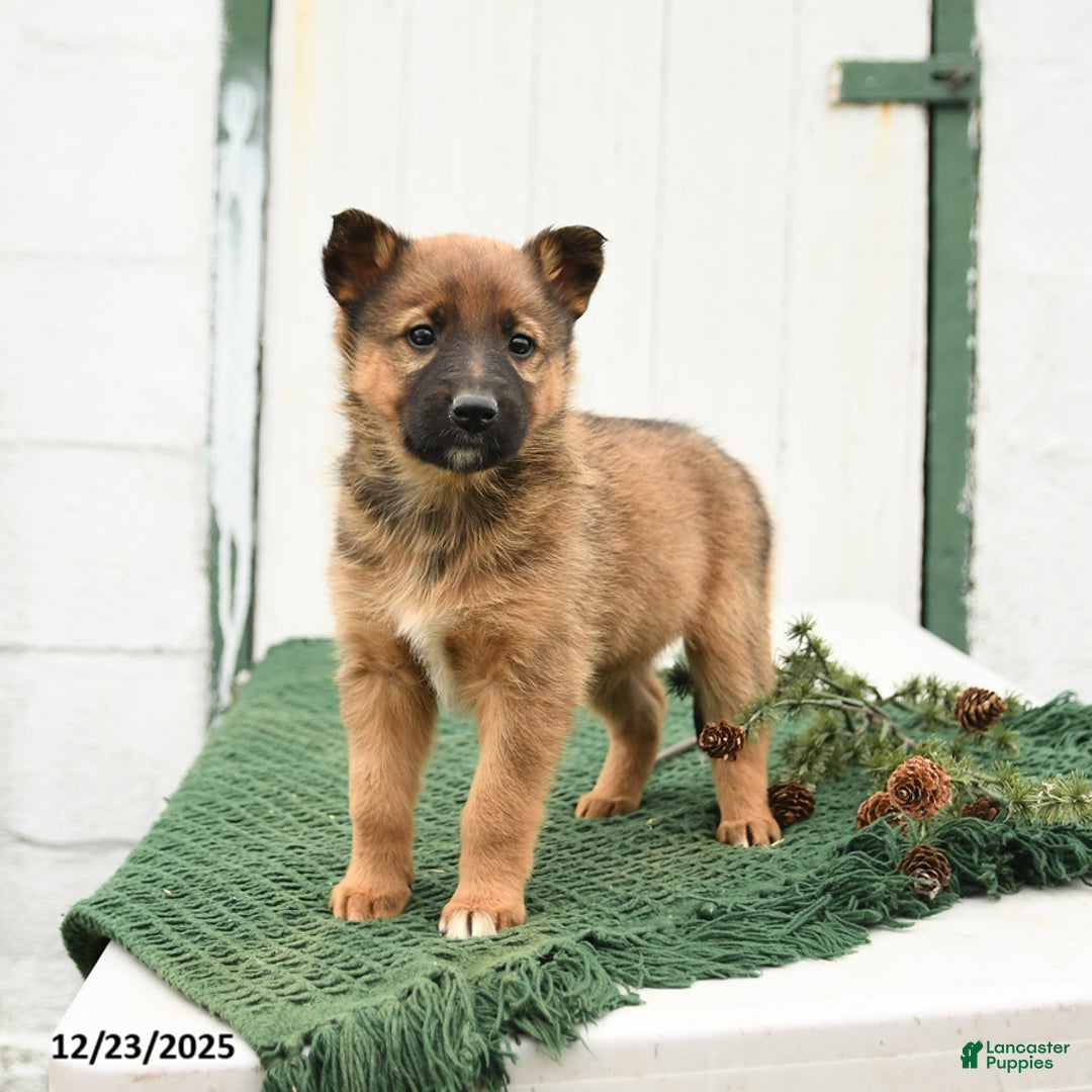 Mixed Breed dogs for sale: Bella   - Ad 3