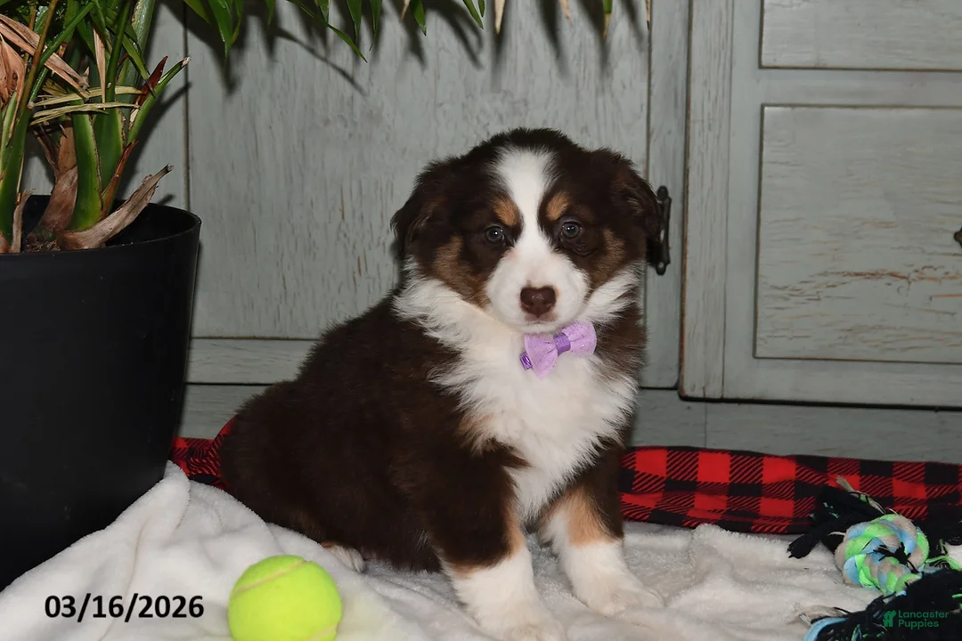 Australian Shepherd dogs for sale: Macy - Ad 1