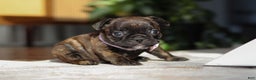 French Bulldog dogs for sale: Shiloh - Ad 6
