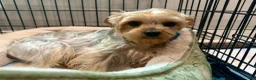 Yorkshire Terrier dogs for sale: AJ - Ad 4