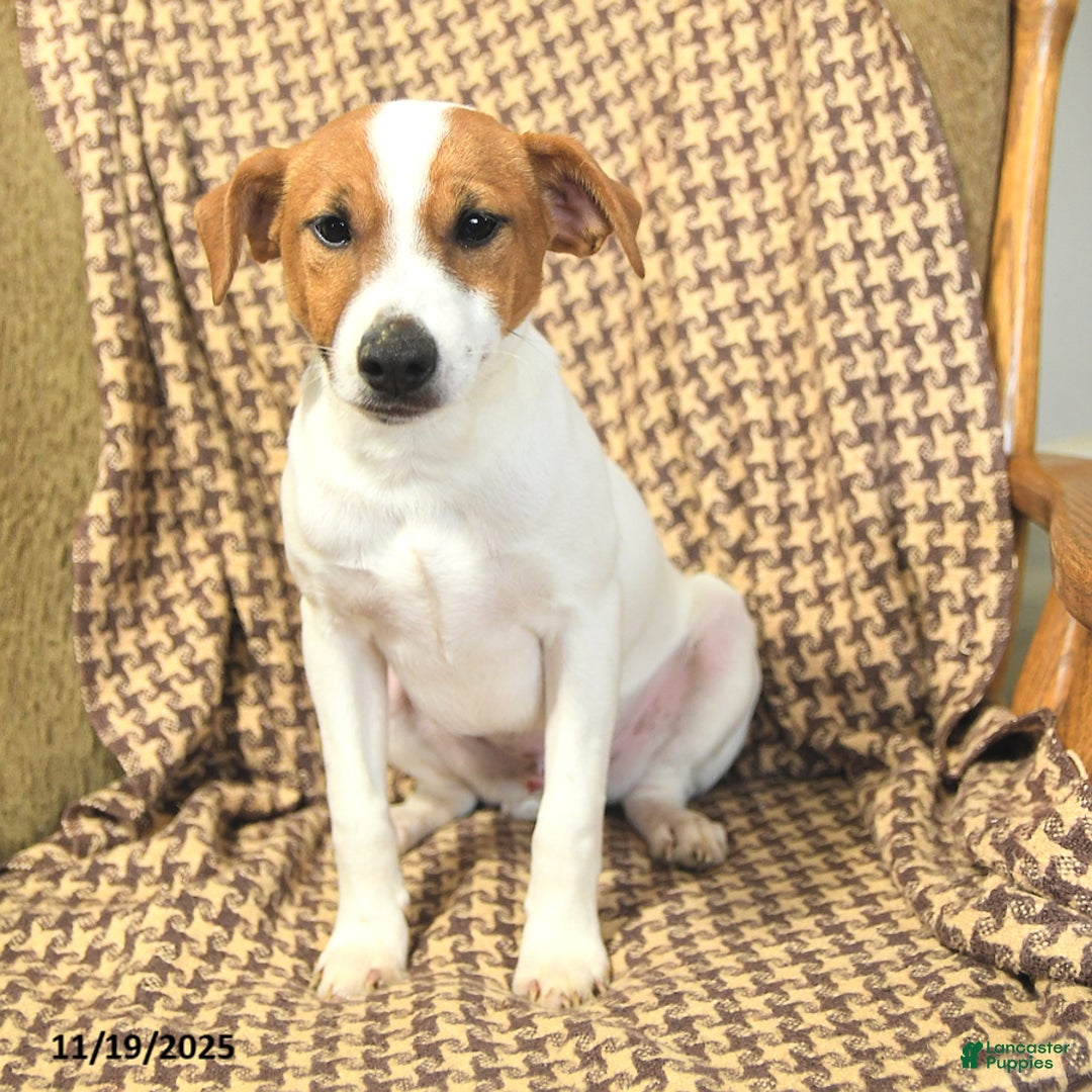 Jack Russell Terrier dogs for sale: Sam - Ad 2