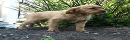 Miniature Golden Retriever dogs for sale: Bennet - Ad 3