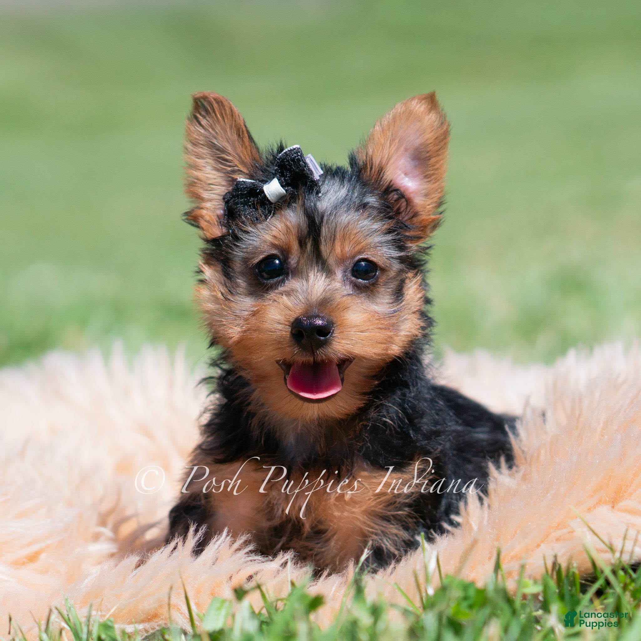 Yorkshire Terrier dogs Jackson - Ad 7