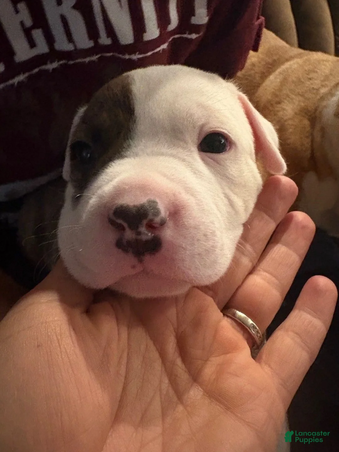 American Bully dogs for sale: Dexter - Ad 1