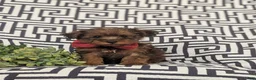 Yorkiepoo dogs for sale: Ajay - Ad 2