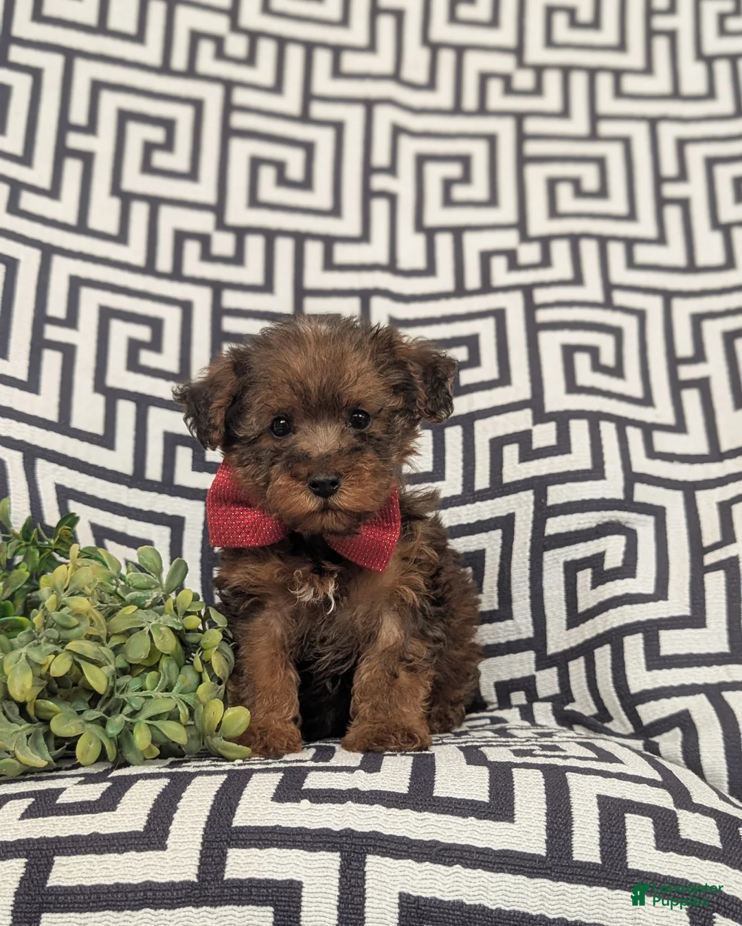 Yorkiepoo dogs for sale: Ajay - Ad 2