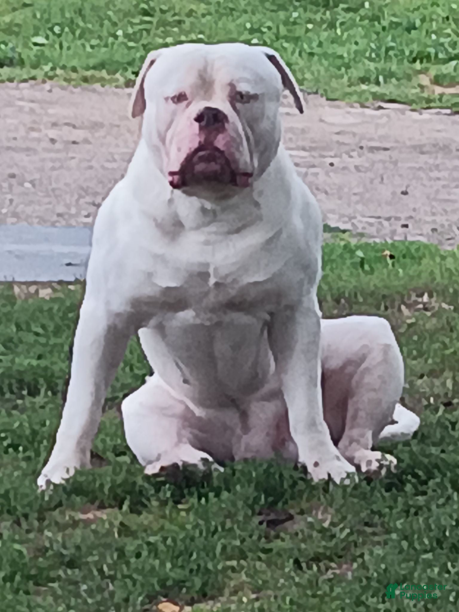 American Bulldog dogs American Bulldog Stud - Ad 24