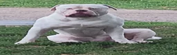 American Bulldog dogs for stud: American Bulldog Stud - Ad 1