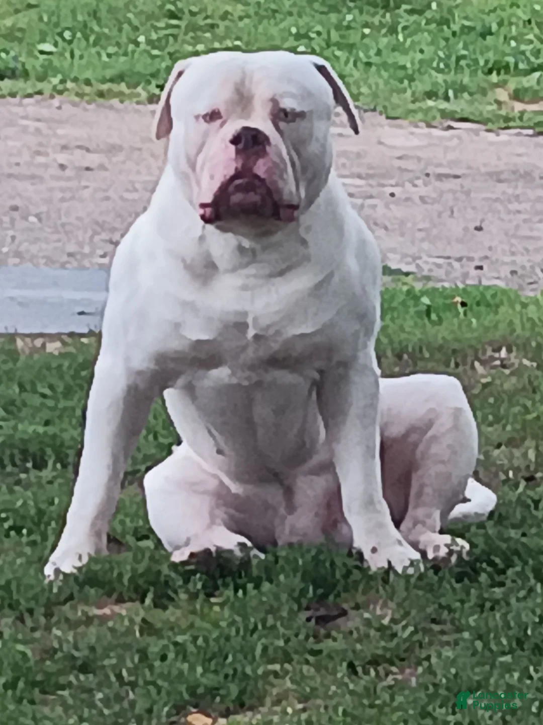 American Bulldog dogs for stud: American Bulldog Stud - Ad 1