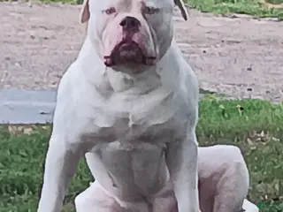American Bulldog dogs American Bulldog Stud - Ad 24