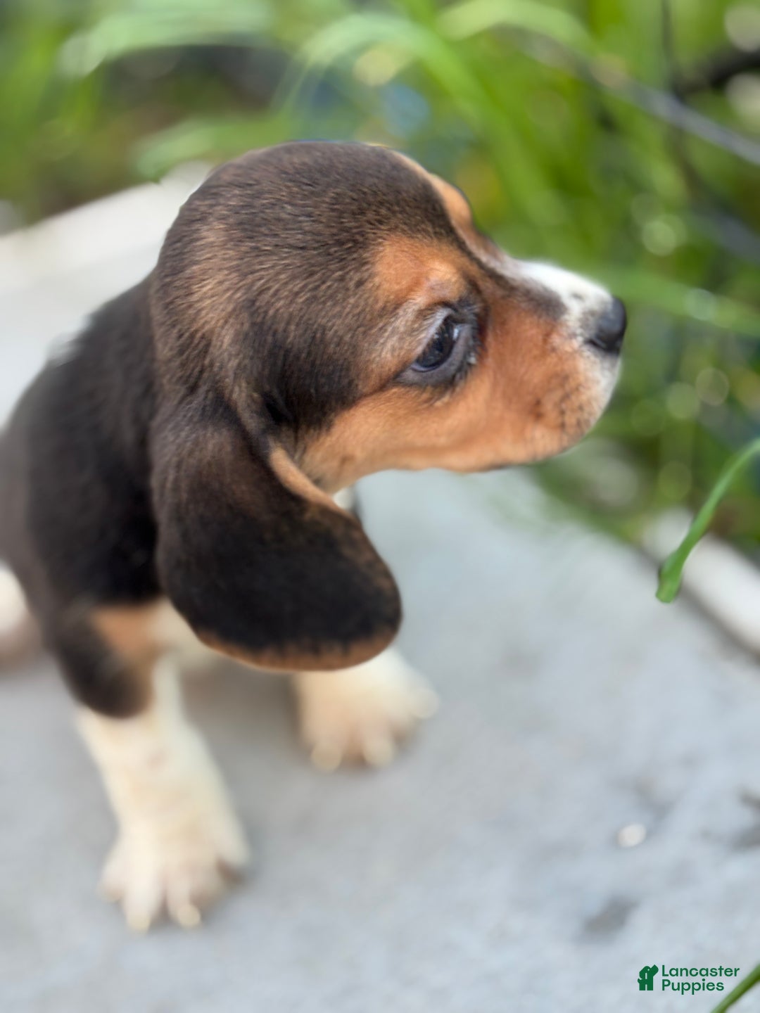 Beagle dogs for sale: Honey - Ad 12