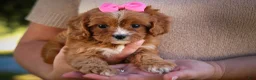 Cavapoo dogs for sale: Katie 🎀 - Ad 5